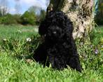 Toy/dwerkpoedel pup reutje uit geteste ouders, Dieren en Toebehoren, Honden | Chihuahua's en Gezelschapshonden, Poedel, Nederland