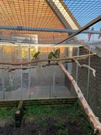 Ara maracana pop 2025, Vrouwelijk, Papegaai, Geringd