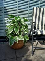 Kunstplant/Boom - 80cm - Realistisch, Huis en Inrichting, Kamerplanten, Ophalen of Verzenden