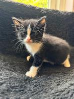 Lieve kittens mogen 8okt weg, Dieren en Toebehoren, Katten en Kittens | Overige Katten, Meerdere dieren