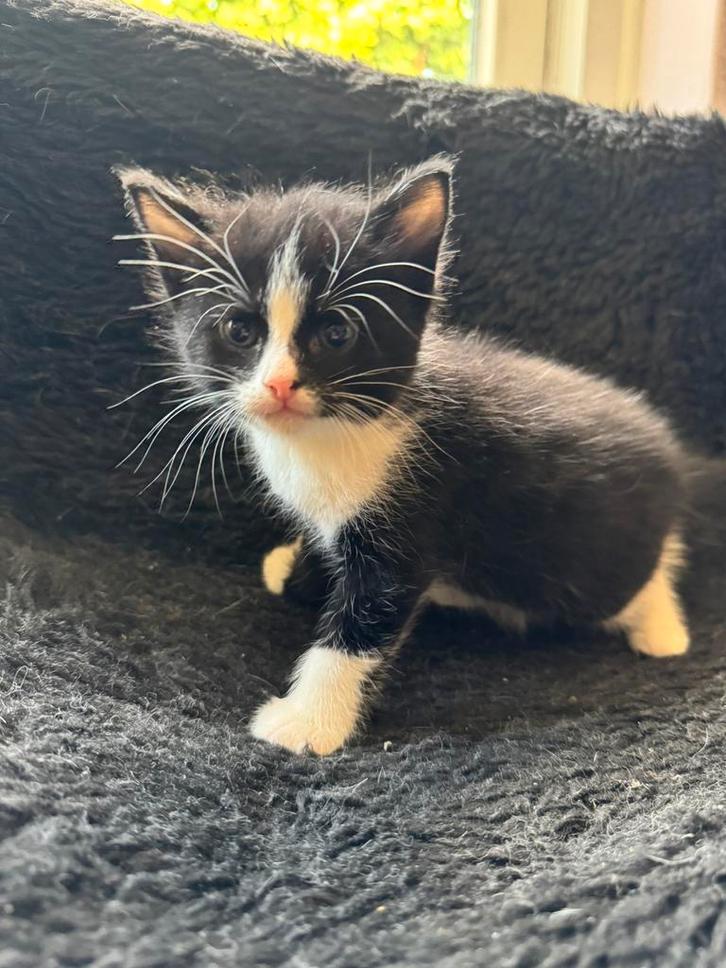Lieve kittens mogen 8okt weg, Dieren en Toebehoren, Katten en Kittens | Overige Katten, Meerdere dieren