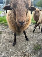 Ouessant rammen, Dieren en Toebehoren, Mannelijk, Schaap