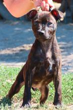 Engelse Staffordshire bull terriër reutje beschikbaar, Dieren en Toebehoren, Honden | Jack Russells en Terriërs, Fokker | Hobbymatig