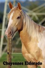 American Paint, American Quarter en American Indian Horse, Dieren en Toebehoren, Paarden, Minder dan 160 cm, Gechipt, Niet van toepassing
