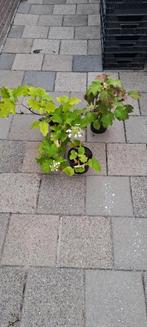 LEEGVERKOOP VAN 10 STUKS  EIKENBLAD HORTENSIAS, Ophalen, Vaste plant, Overige soorten, Halfschaduw