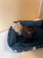 Main Coon kittens, raszuiver., Dieren en Toebehoren, Katten en Kittens | Raskatten | Langhaar, Meerdere dieren