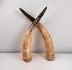 Set mooie hoornen | 45 cm lang, Ophalen of Verzenden, Zo goed als nieuw