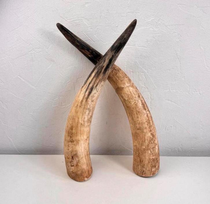 Set mooie hoornen | 45 cm lang, Huis en Inrichting, Woonaccessoires | Overige, Zo goed als nieuw, Ophalen of Verzenden