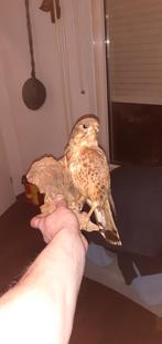 Opgezette Torenvalk op Houten Sokkel, Antiek en Kunst, Ophalen of Verzenden