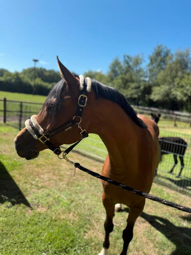 Veelbelovende Sportpony, Dieren en Toebehoren, Pony's, Ruin, Zadelmak, D pony (1.37m tot 1.48m), Dressuurpony, 3 tot 6 jaar, Gechipt