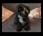 Shih tzu pup 11 weken, Overige rassen, 8 tot 15 weken, Teef, Eén hond