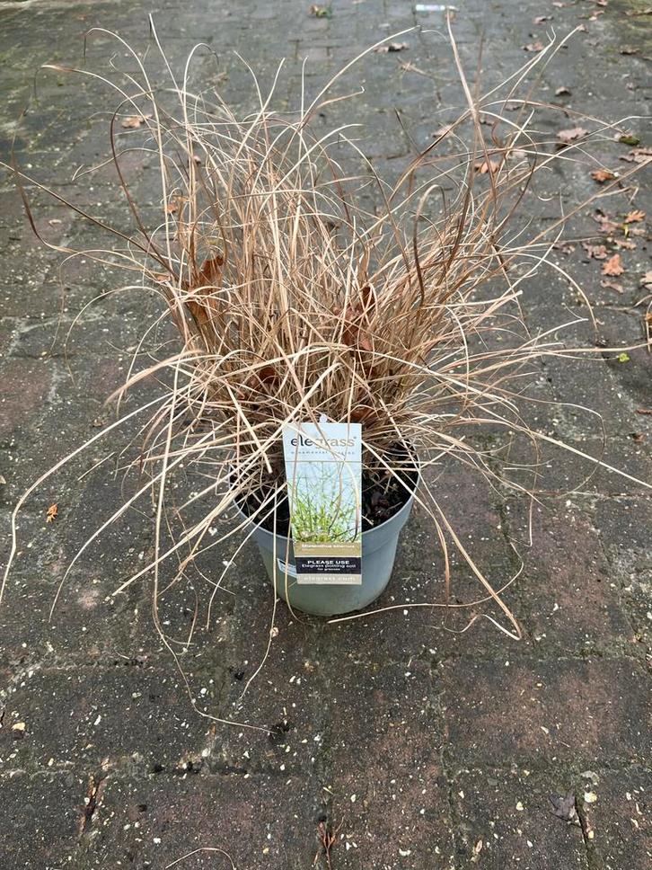 Miscanthus Siergras - Prachtige tuinplant, Tuin en Terras, Planten | Tuinplanten, Vaste plant, Siergrassen, Volle zon, Zomer, Ophalen