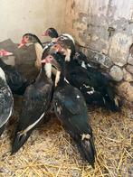 Muskus kaapse eenden, Dieren en Toebehoren, Pluimvee, Meerdere dieren, Eend