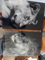 Plexiglas Schilderij Leeuw & Leeuwin foto 70x105, Ophalen of Verzenden