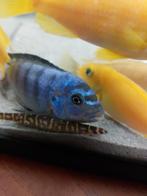 Cichlyden 2 blauwe 6 gele en 4 kuhli's, 0 tot 2 jaar