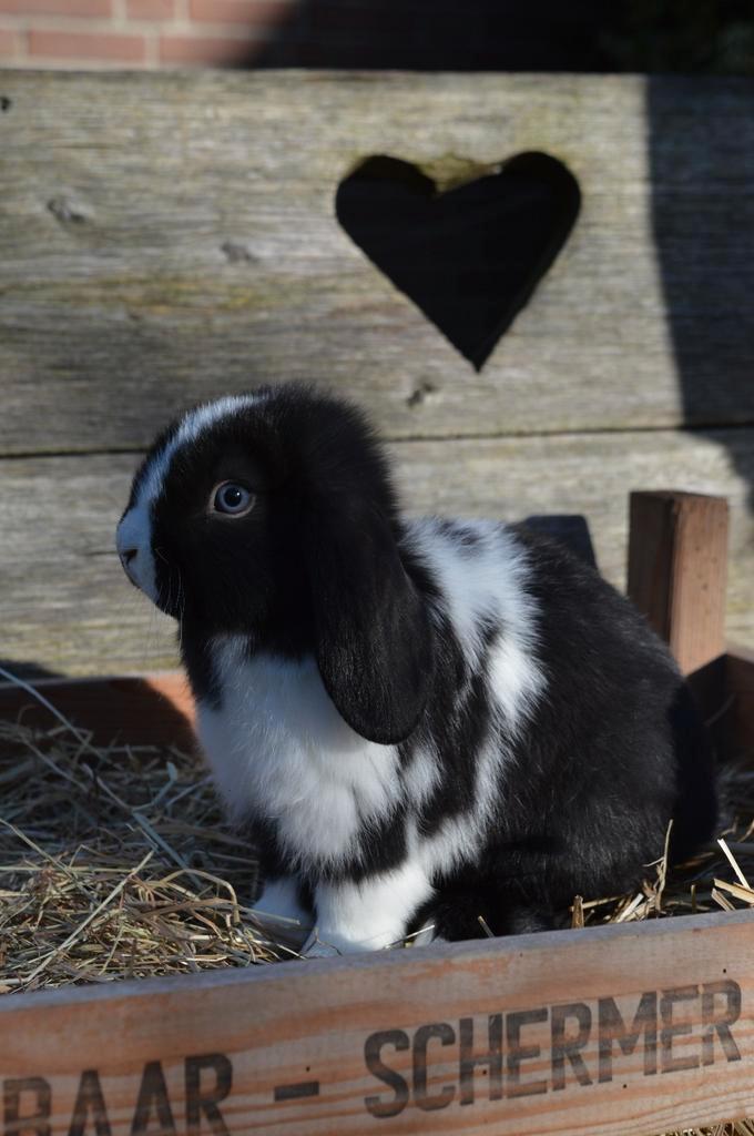 Leuke dwerghangoor konijntjes, Dieren en Toebehoren, Konijnen, Dwerg, Meerdere dieren, 0 tot 2 jaar, Hangoor