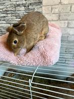 Zeer tamme konijntjes 12 weken oud, Dieren en Toebehoren, Augustus, Meerdere dieren, Overige typen