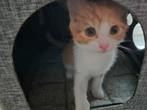 Kitten meissie bubbles zoekt een warm thuis, Dieren en Toebehoren, Katten en Kittens | Overige Katten, Poes, Kortharig, 0 tot 2 jaar