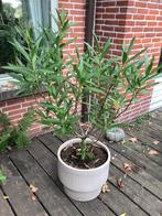 Wit bloeiende oleander, Tuin en Terras, Planten | Bomen, Halfschaduw, Overige soorten, 100 tot 250 cm, Zomer