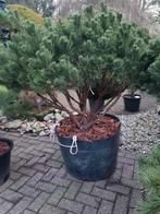 Pinus sylvestris watereri 2x, Tuin en Terras, Planten | Bomen, Ophalen, Bloeit niet, Volle zon, Overige soorten