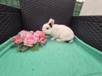 Mooi lief kleurdwergje rammetje, Mannelijk, Dwerg, 0 tot 2 jaar