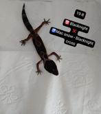 Luipaardgekko jonkies & volwassen, Dieren en Toebehoren, Hagedis, 0 tot 2 jaar