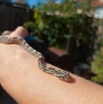 Rode Rattenslang Jong, Dieren en Toebehoren, Reptielen en Amfibieën, Amfibie, Tam, 0 tot 2 jaar