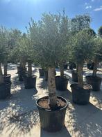 Unieke olijfboom op stam, Ophalen, Volle zon, Olijfboom, 100 tot 250 cm