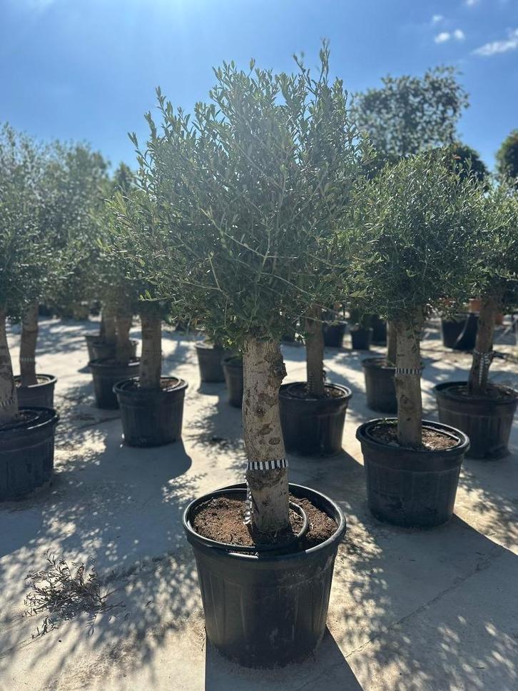 Unieke olijfboom op stam, Tuin en Terras, Planten | Bomen, Olijfboom, 100 tot 250 cm, Volle zon, Ophalen