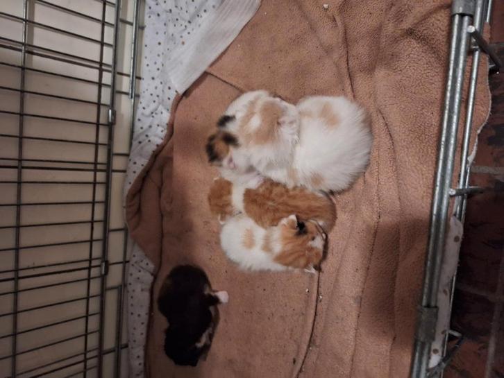 5 mooie lieve kittens moeder main coon, Dieren en Toebehoren, Katten en Kittens | Overige Katten, Poes