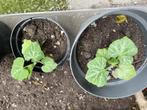 Fles pompoen zaailingen, Tuin en Terras, Planten | Tuinplanten, Volle zon, Eenjarig, Zomer, Ophalen