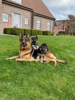 Duitse herder pups met rechte rug, Dieren en Toebehoren, Honden | Herdershonden en Veedrijvers, België, Particulier, Rabiës (hondsdolheid)