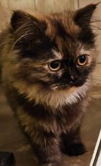 Maine coon x persische kittens poesje, Dieren en Toebehoren, Ontwormd, 0 tot 2 jaar, Poes
