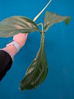 Philodendron 69686 zeldzaam! Stek, Ophalen of Verzenden, Halfschaduw, Minder dan 100 cm