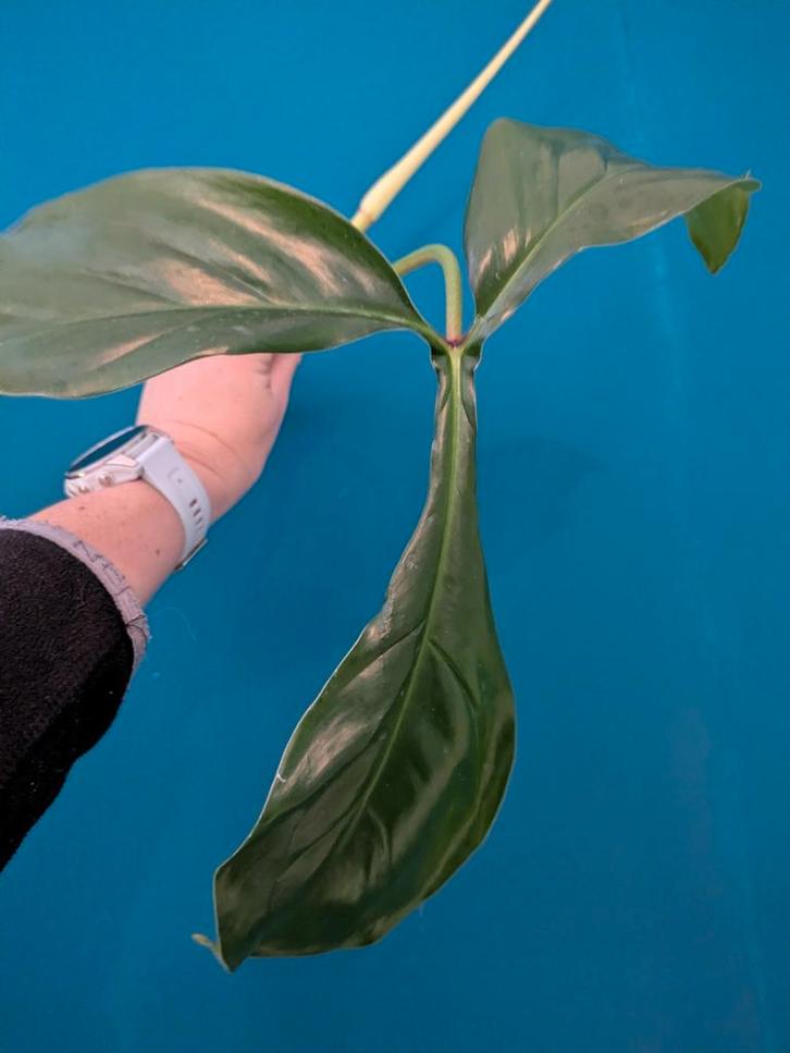 Philodendron 69686 zeldzaam! Stek, Huis en Inrichting, Kamerplanten, Minder dan 100 cm, Halfschaduw, Ophalen of Verzenden