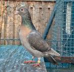 Kleur postduivin, Dieren en Toebehoren, Vogels | Duiven, Mannelijk, Postduif