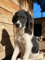 Maak kennis met Tekki, Dieren en Toebehoren, Honden | Niet-rashonden, Particulier, Rabiës (hondsdolheid), 15 weken tot 1 jaar