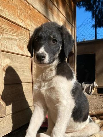  Maak kennis met Tekki  beschikbaar voor biedingen