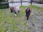 Mini veulen, 0 tot 2 jaar, Hengst, A pony (tot 1.17m), Gechipt