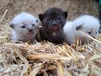 Siamees boerderij Kittens, Dieren en Toebehoren, Katten en Kittens | Raskatten | Korthaar, Meerdere dieren, 0 tot 2 jaar