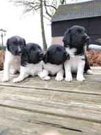 Friese Stabij pups, 8 tot 15 weken, Meerdere, Nederland, Fokker | Hobbymatig