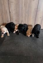 Prachtige Labrador pups zwart en blond!, Dieren en Toebehoren, 8 tot 15 weken, Labrador retriever, Meerdere, Meerdere dieren