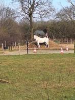 Pensionplek voor jonge/speelse shet/a pony ruin, Dieren en Toebehoren, Stalling en Weidegang, Weidegang