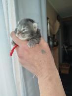 Maine Coon kittens, Meerdere dieren, Ontwormd, 0 tot 2 jaar