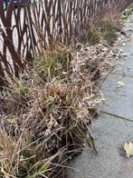 Gratis af te halen siergras, Ophalen, Siergrassen, Volle zon