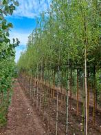 Salix babylonica 🌳 treurwilg / kronkelwilg, Ophalen, Bloeit niet, Volle zon, Overige soorten