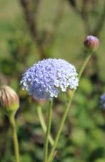 Didiscus caeruleus zaden, Verzenden, Zaad