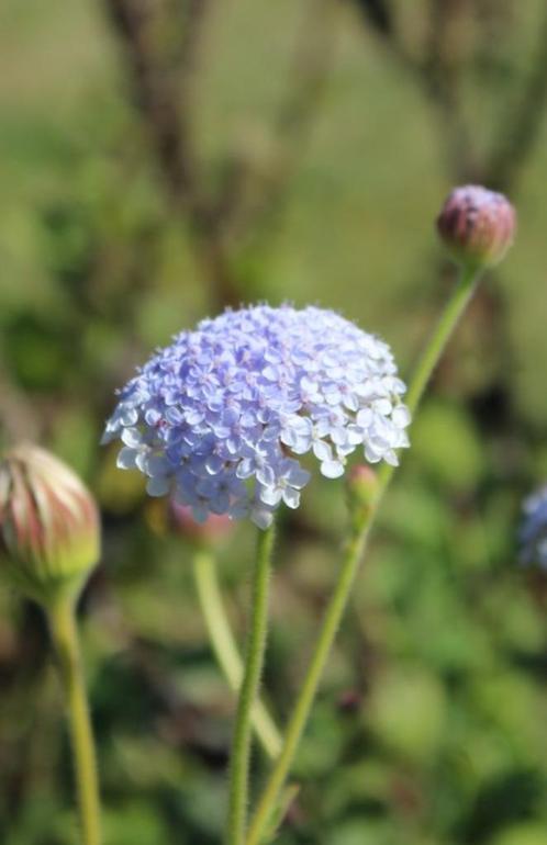 Didiscus caeruleus zaden, Tuin en Terras, Bloembollen en Zaden, Zaad, Verzenden