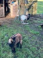 Te huur geiten bokken, Dieren en Toebehoren, Mannelijk, Eend