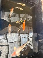 Te koop japanse koi, Dieren en Toebehoren, Vissen | Vijvervissen, Karper of Koi